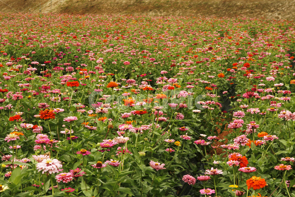 천일홍,가을,꽃밭,풍경,군락지,식물,자연,plants,nature,꽃,flower