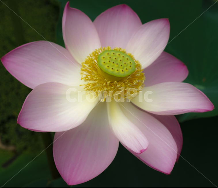 연,연꽃,수생,연밭,연밥,식물,식물,자연,plants,nature,꽃,flower