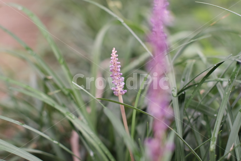 맥문동,보라색꽃,꽃,flower,여름꽃,맥문동꽃,식물,자연,plants,nature,꽃,flower