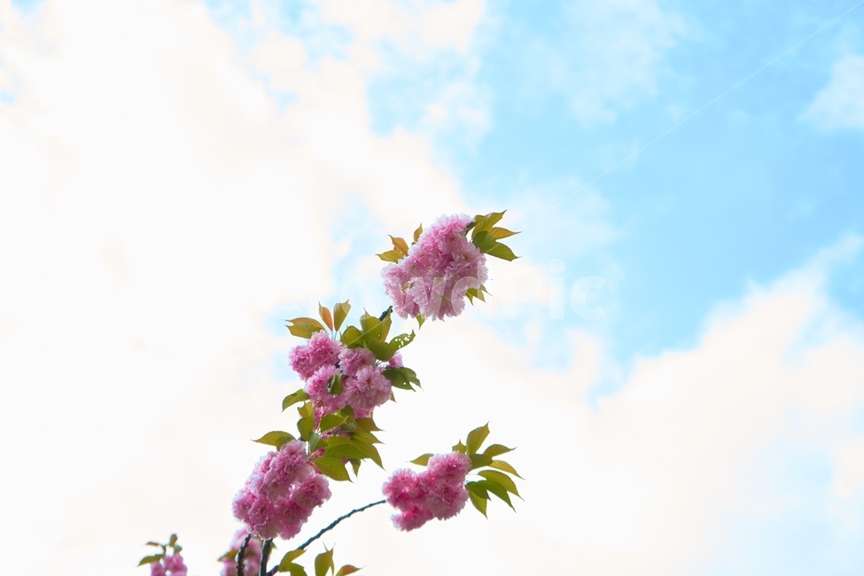 겹벚꽃,봄,핑크,꽃,cherryblossom,감성,spring,봄,계절,spring,season,plant,식물