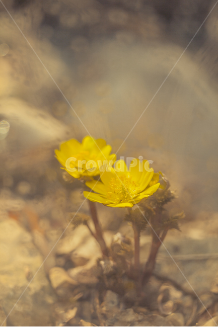spring flowers,Bokseokcho,new spring,Spring news,bokeh