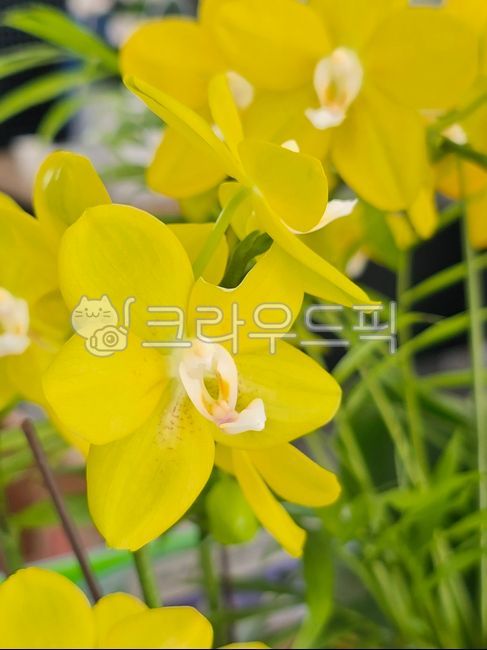 I am,Phalaenopsis orchid,yellow phalaenopsis orchid,yellowflower,flower
