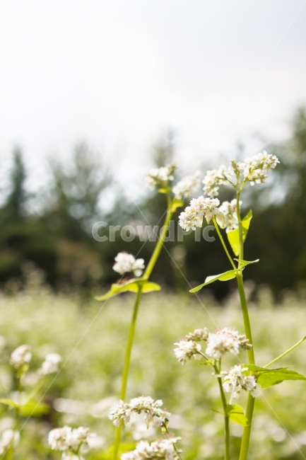 메밀,메밀꽃,메밀밭,꽃밭,꽃,flower,buckwheatflower,식물,자연,plants,nature,꽃,flower,감성,sensible,feeling