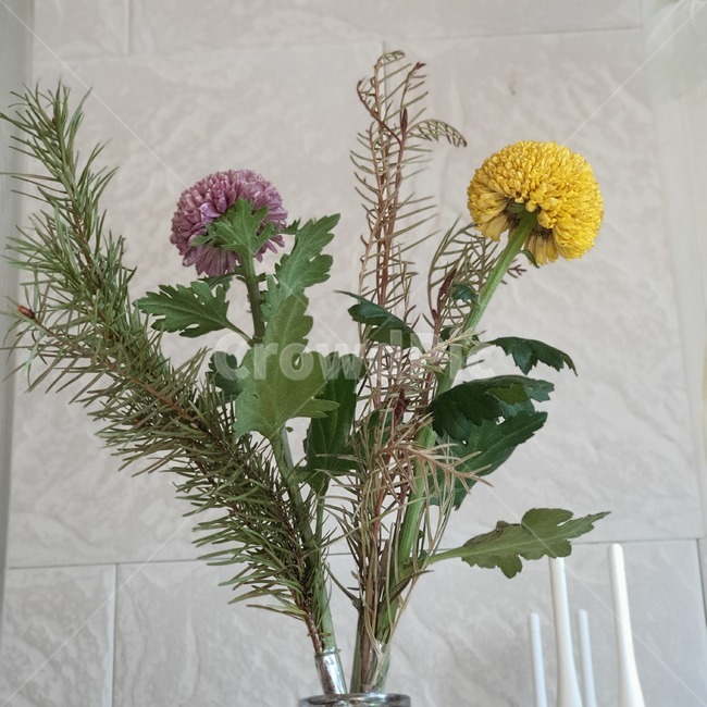 식물,꽃,국화,퐁퐁국화,보태니컬인테리어,인테리어,화병,꽃병,국화꽃