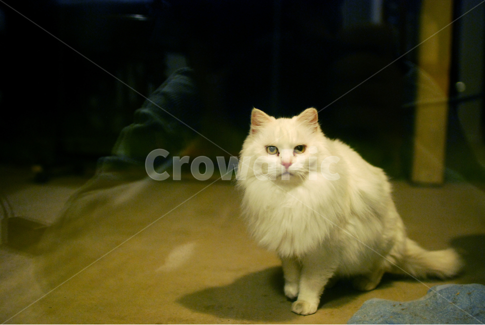 고양이,길고양이,동물,도둑고양이,터키쉬앙고라