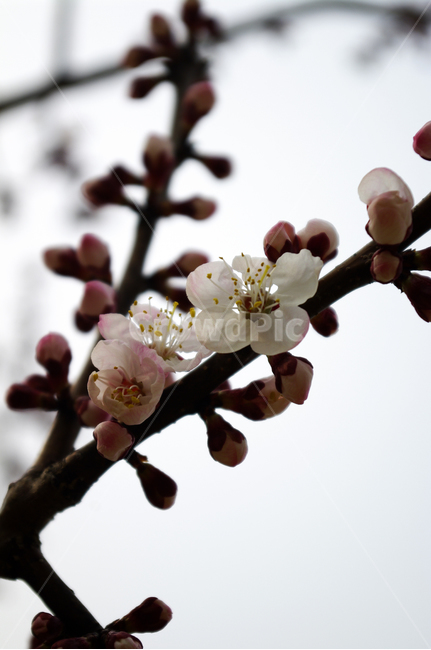 식물,plant,자연,nature,꽃,flower,매화,봄,spring,계절,식물,자연,plants,nature,꽃,flower