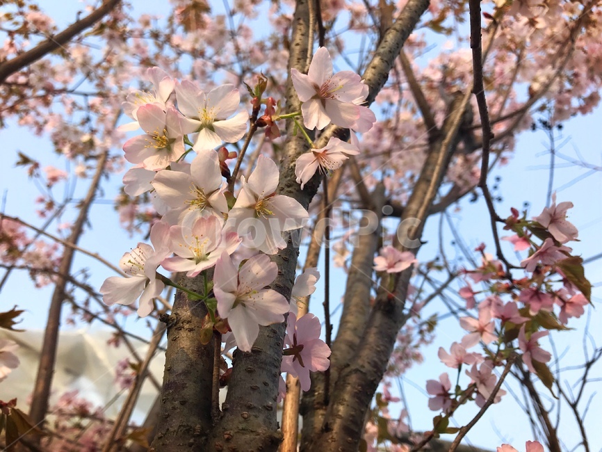 벚꽃,꽃,봄,분홍색,핑크색,나무,자연,식물,flower,식물,자연,plants,nature,꽃,flower
