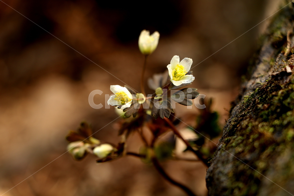 꽃,야생화,식물,들꽃,자연,봄,계절,spring,season,식물,자연,plants,nature,꽃,flower,plant