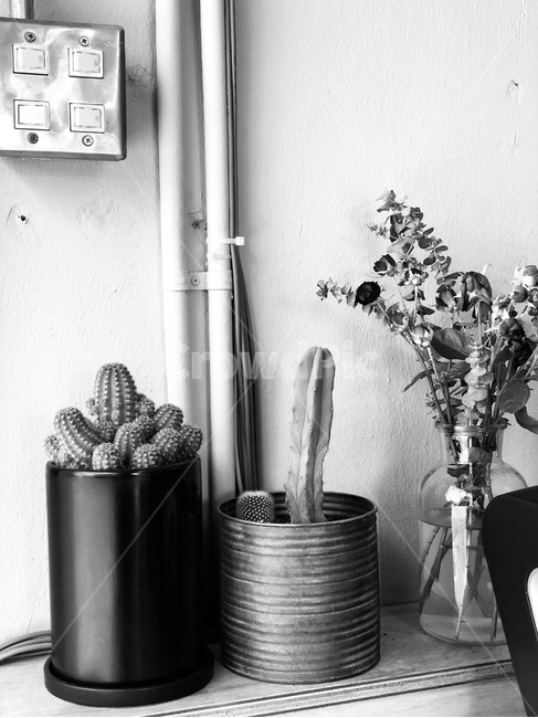 흑백,오후,선인장,해방촌,화분,식물,자연,plants,nature,실내용화초,화분,화초,house plant,흑백,모노톤,monochrome,black and white,인테리어,실내디자인,interior design