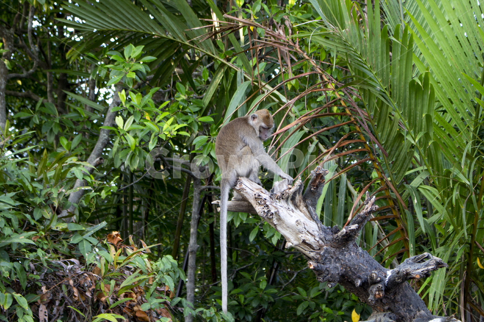 코타키나발루,kotakinabalu,반딧불이투어,강가,원숭이,동물,정글,monkey,trees,나무,숲,동물,animal,포유류,mammal