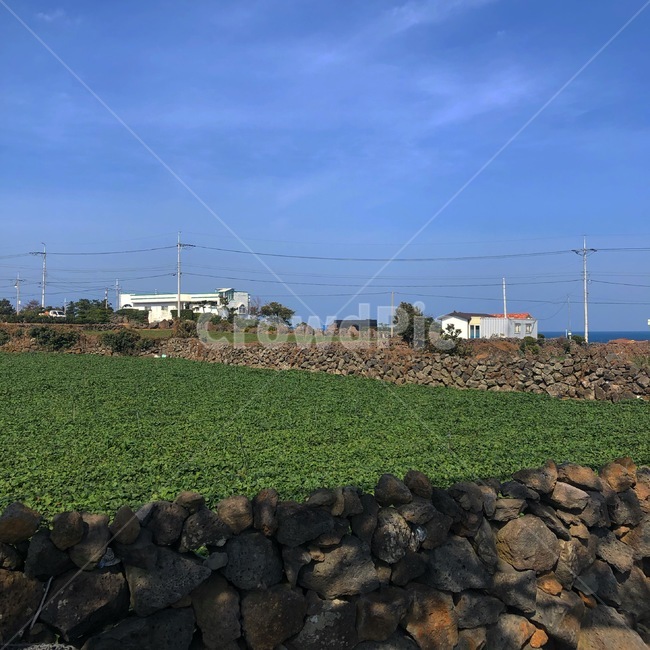 제주도,청량감,힐링,초록밭,돌담길,제주도,jeju,jeju island,시골,마을,풍경,landscape,country,rural,town,rubble,파편