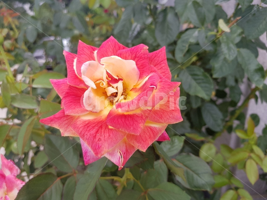 꽃,한송이꽃,장미,천도복숭아,여름꽃,flower,garden,길꽃,예쁜꽃,가든