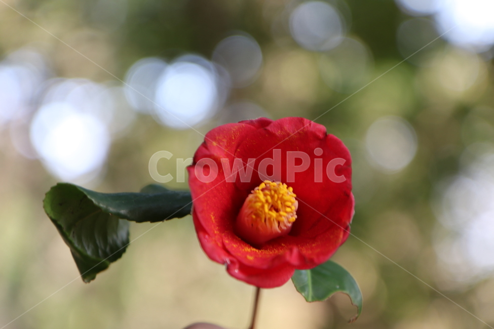 꽃,빨간색,동백꽃,한송이,초봄,꽃,flower