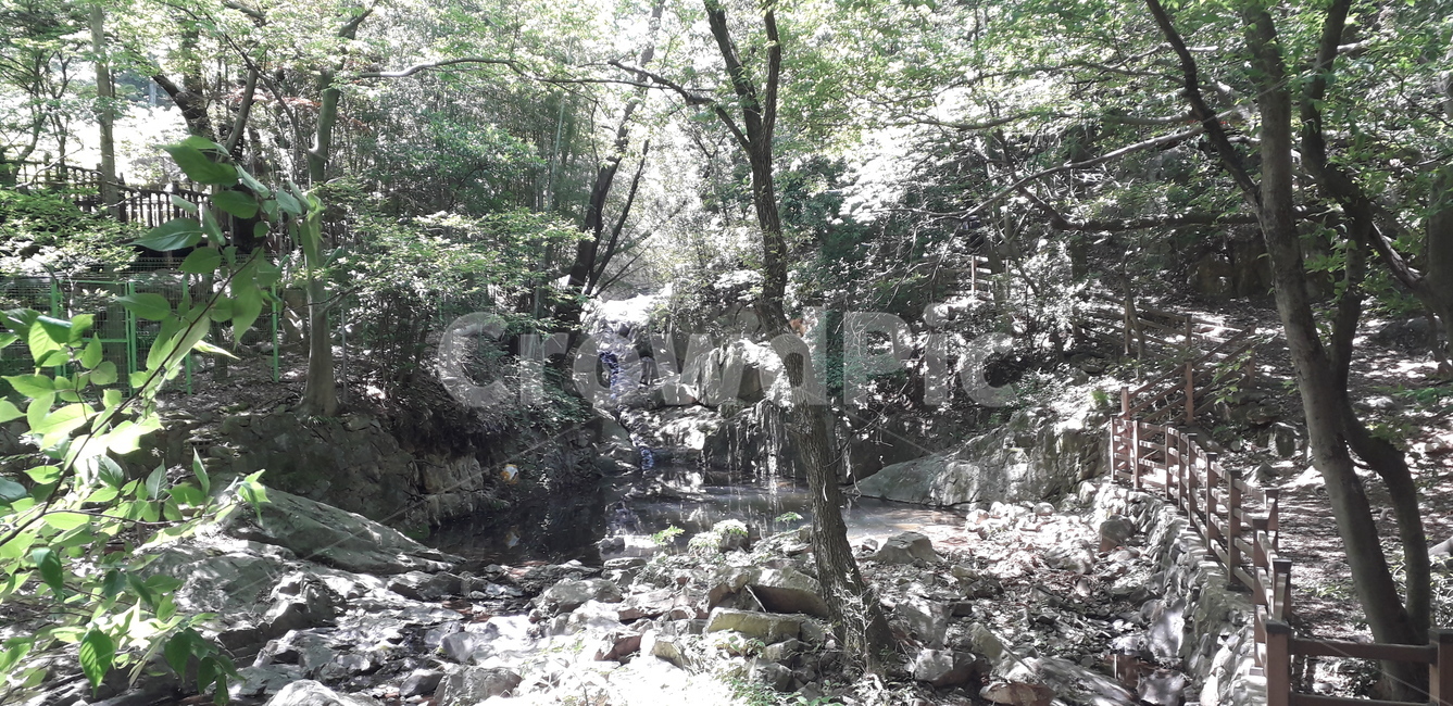 숲,나무,자연,길,돌