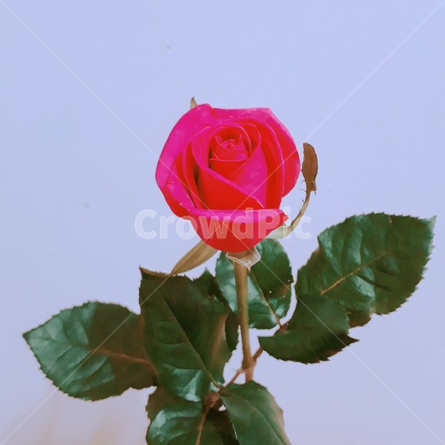 장미,꽃,식물,flower,rose,plant