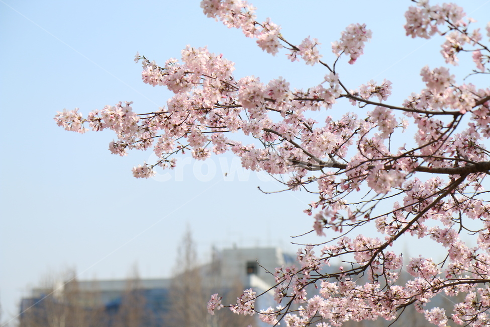 flower,cherryblossom,벚꽃,꽃,봄,spring