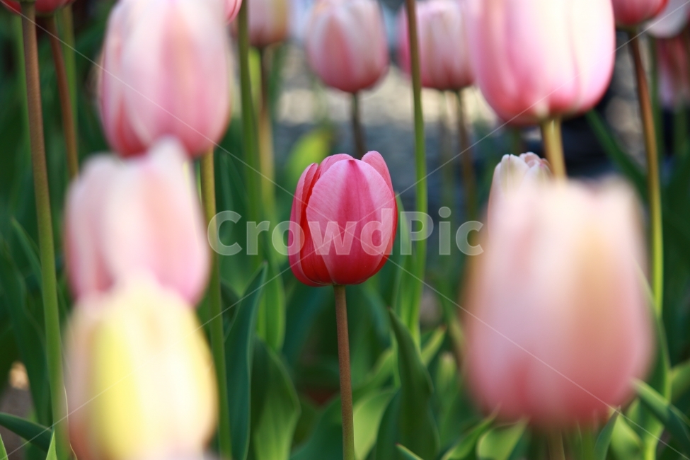 꽃,튤립,tulip,플라워,연지공원,식물,자연,plants,nature,꽃,flower