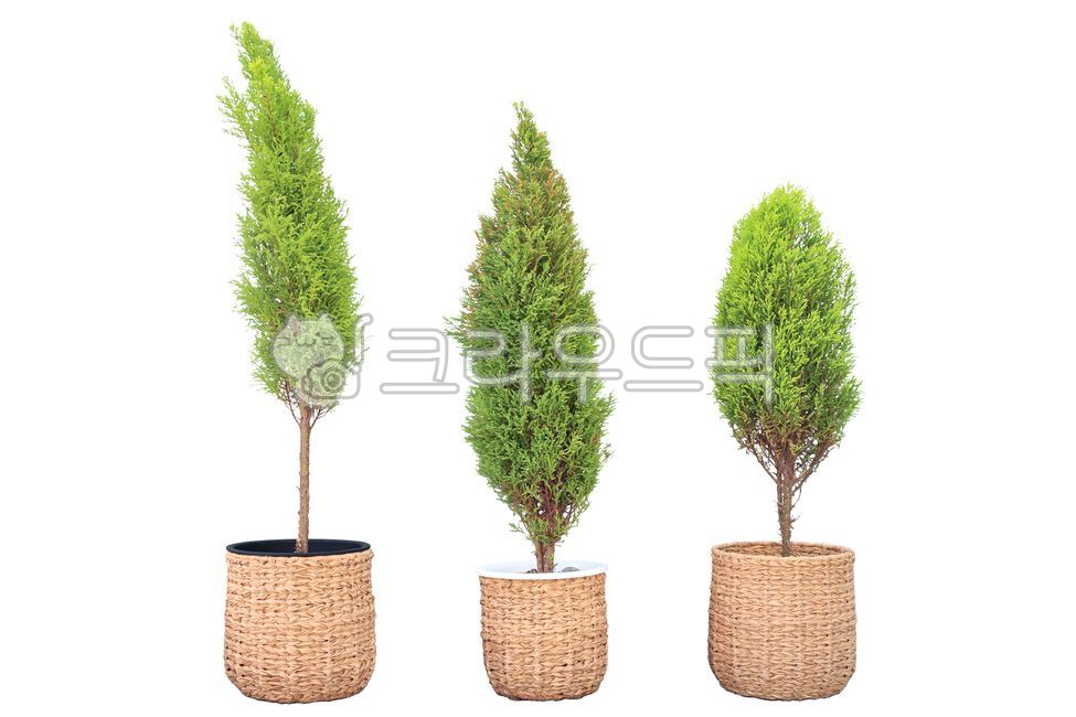 Nukki,green,Topiary,gardening,tree,air purification,flower,Phytoncide,pot,leaves,male form,Wilma,refreshing,culture,plant,Yulma