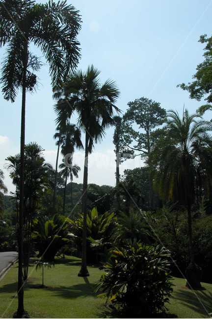 인도네시아,보고르,야자수,열대,indonesia,bogor,palmtrees,tropical