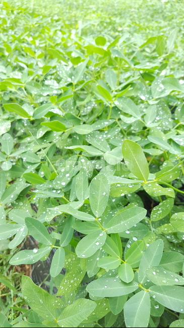 식물,이슬,물방울,잎사귀,초록,식물,자연,plants,nature
