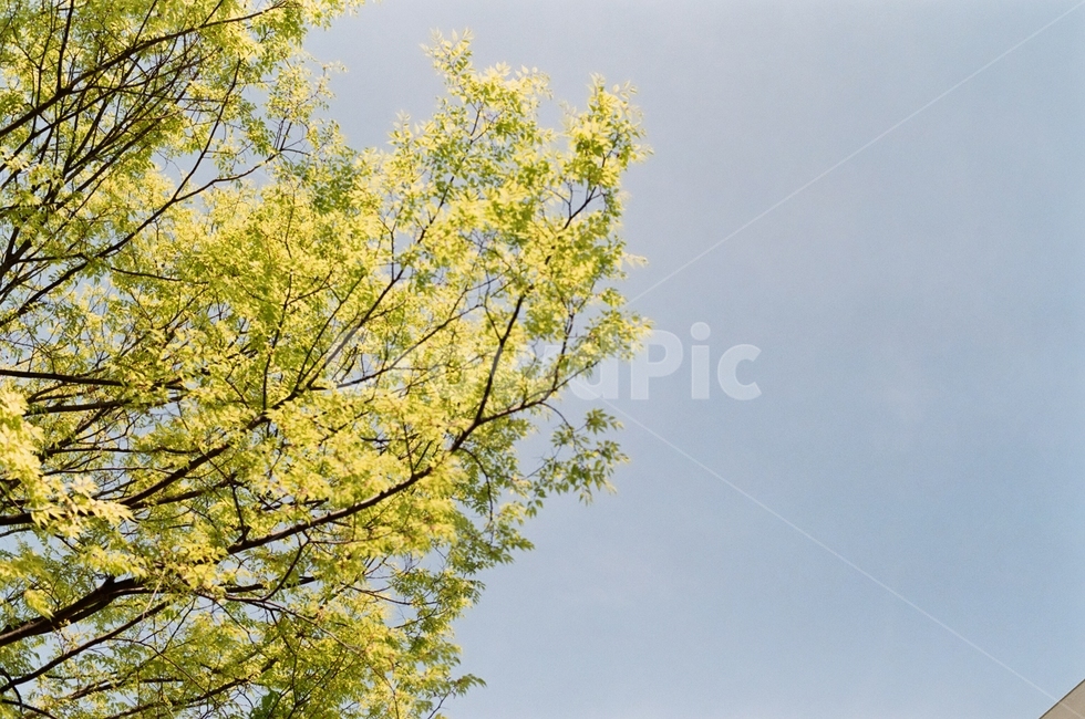 봄,하늘,나무,연두색,green,sky,따뜻한,자연,풍경,nature,landscape,tree,plant,식물