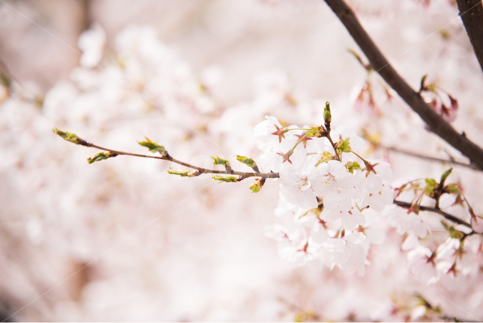벚꽃,나무,분홍,꽃,봄,봄,계절,spring,season,식물,자연,plants,nature,꽃,flower,감성,sensible,feeling,plant,blossom