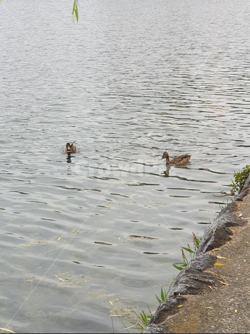 호수,동물,후쿠오카,animal,water,동물,animal,조류,새,birds