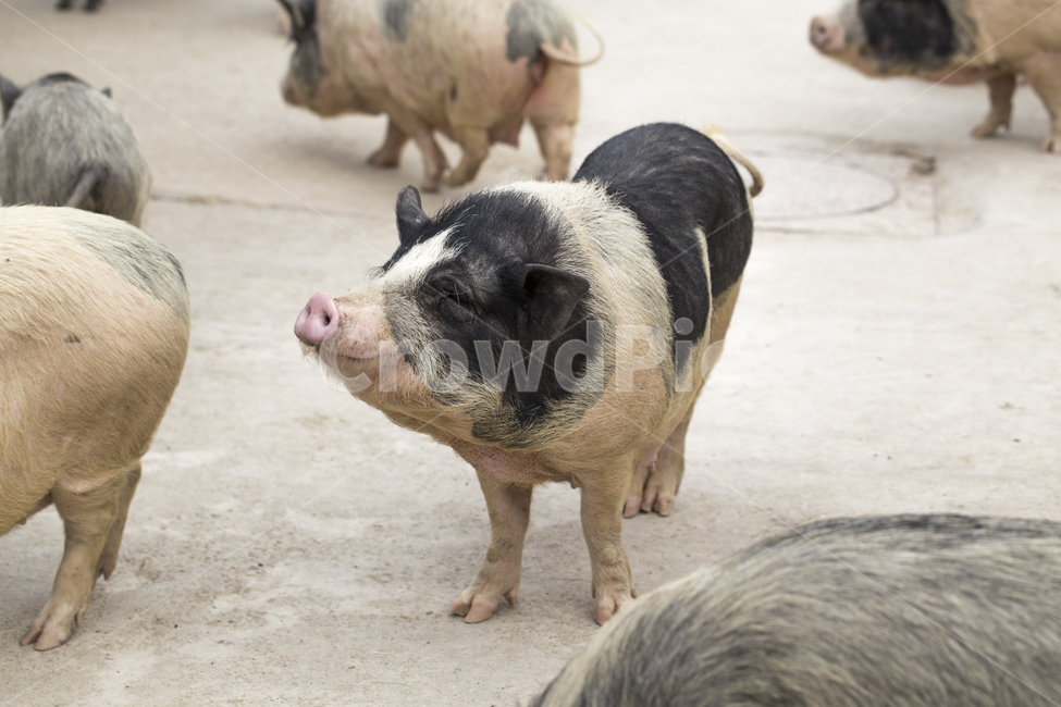 돼지,동물,가축,육류,동물원,점박이,동물,animal,포유류,mammal,목축업,목장,livestock farming,ranching,pasture