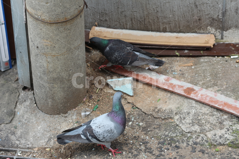 비둘기,도시,콘크리트,동물,새,동물,animal,조류,새,birds