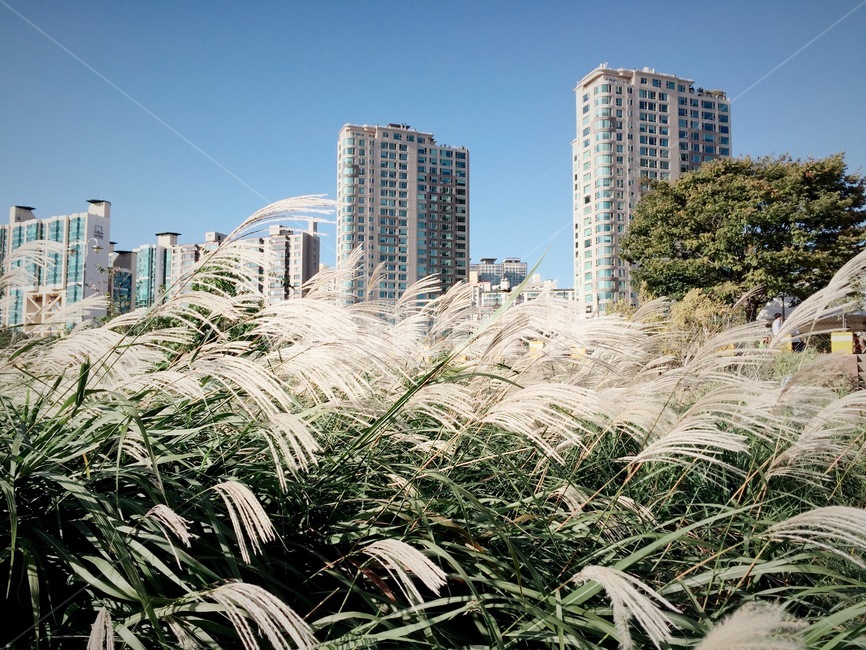 한강,갈대,가을,하늘,자연,가을,계절,fall,autumn,season,도시,풍경,city,landscape,plant,식물,grass,잔디,lawn,reed