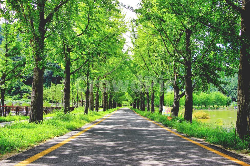 나무,길,가로수길,그림자,풍경,자연,풍경,nature,landscape,한국자연풍경,한국자연경관,korea nature landscape,식물,plants,나무,trees,wood,휴식,힐링,rest,relaxation,healing,road,도로,plant,tree,path,통로