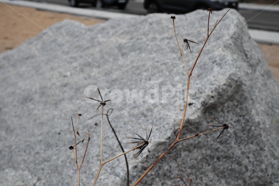 돌,야생화,감성사진,느낌,쓸쓸함,feeling,stone,flower