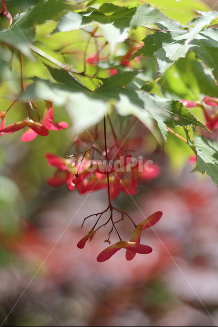 단풍나무,단풍씨앗,5월,빛,맑음,식물,자연,plants,nature