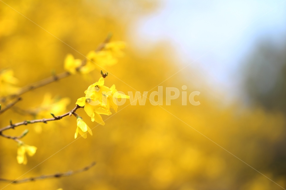 개나리,꽃,봄꽃,자연,식물,forsythiaflower,plant,yellowflowers,봄,계절,spring,season
