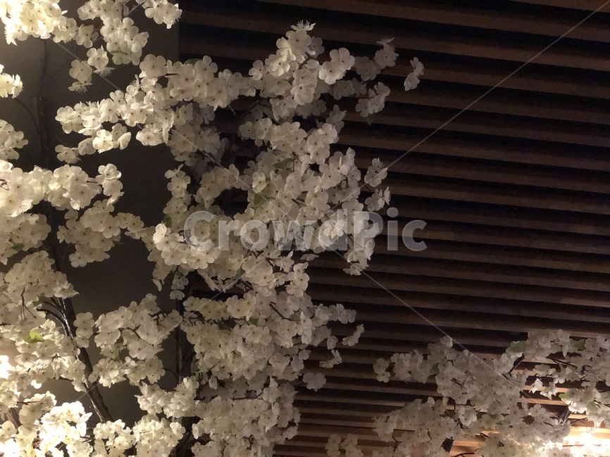 벚꽃,밤벚꽃,밤,cherryblossom,하얀색,하얀벚꽃,꽃,하얀색꽃,조명,꽃잎,꽃,flower