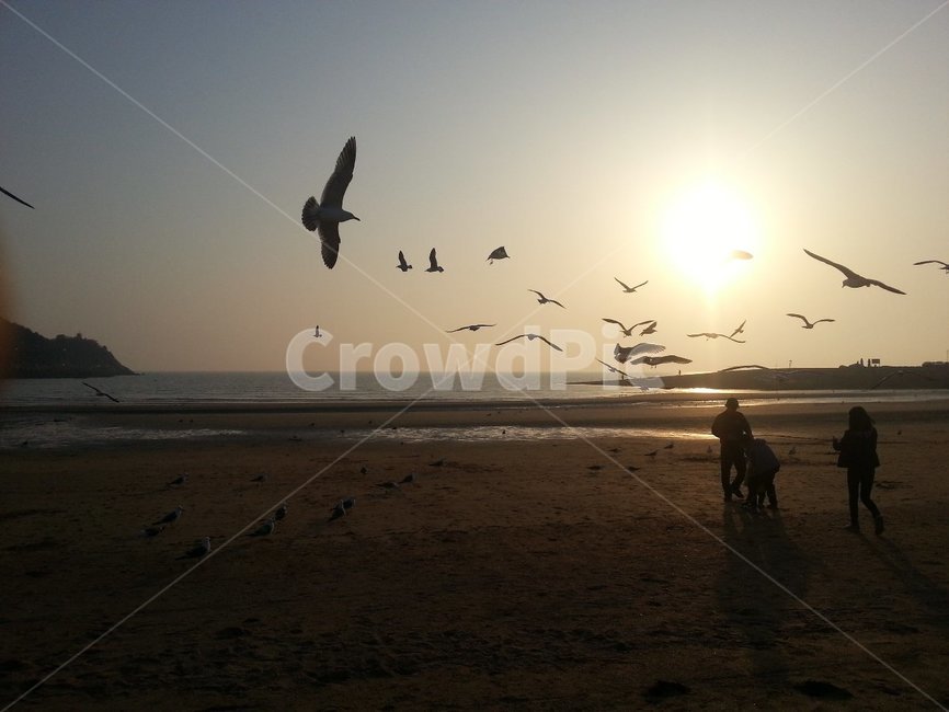 flying,나는,바다,일몰,새,갈매기,석양,가을,자연,풍경,nature,landscape,animal,동물,bird,adventure,모험,leisure activities,레저 활동,mammal,포유류,horse,말