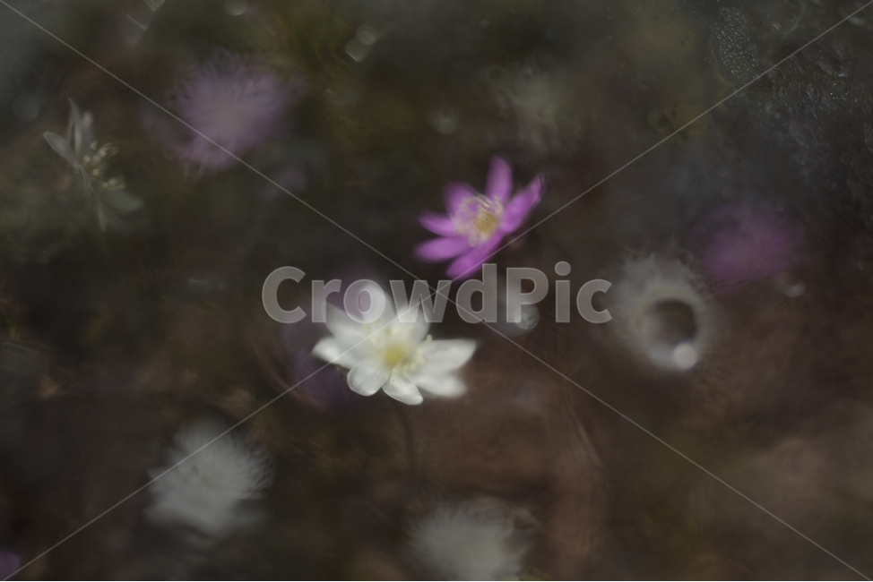 spring flowers,Hepatica,hepatica,Emotional flower photo
