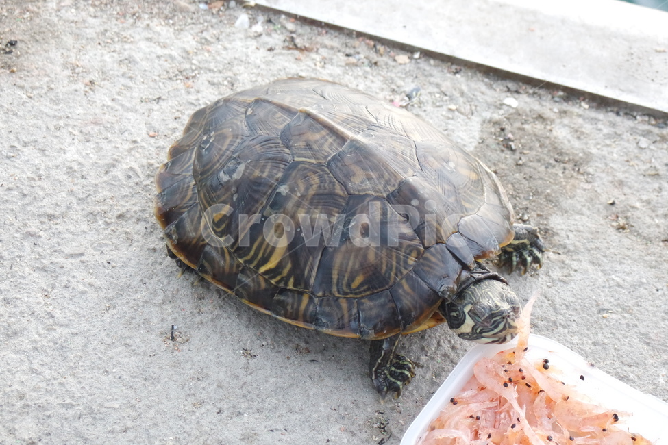 거북이,민물거북이,옐로우벨리터,tortoise,turtle,남생이,동물,animal,파충류,양서류,reptile,amphibian