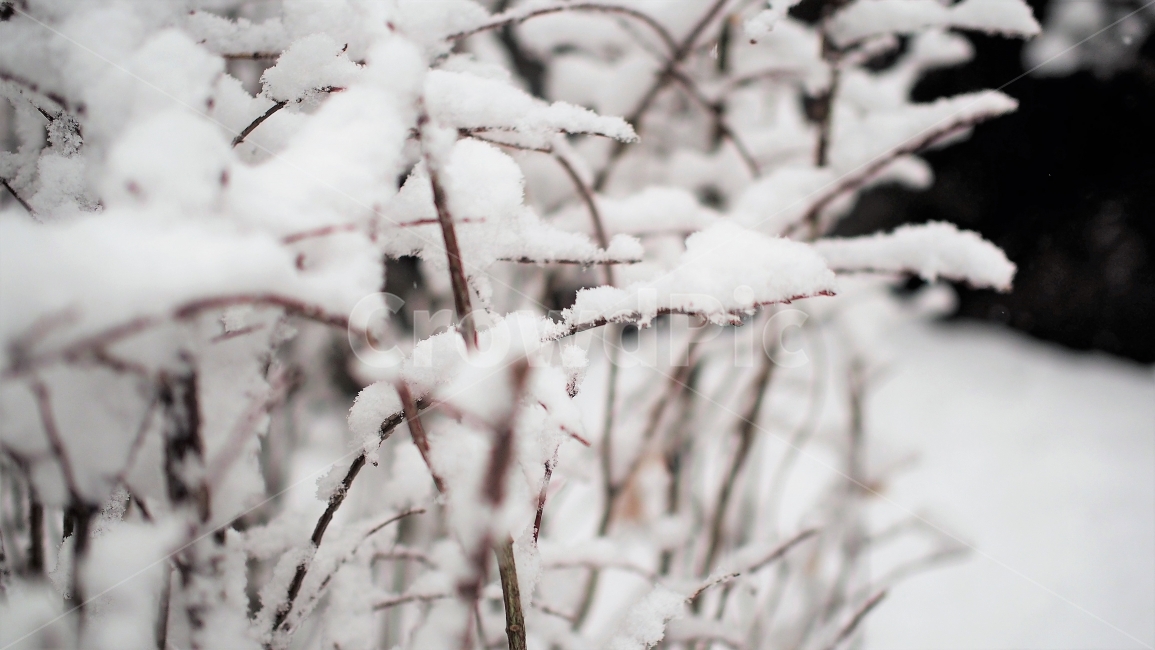 눈,눈꽃,겨울,눈오는날,감성,하얀색,엽서,필름,계절,식물,나무,포근한,white,snow,winter,겨울,계절,winter,season
