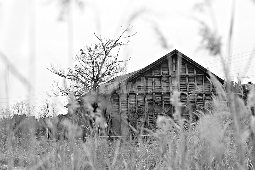 소금창고,갈대,자연,풍경,나무집,흑백,모노톤,monochrome,black and white,건축물,건물외관,exterior,building,structure,architecture,construction