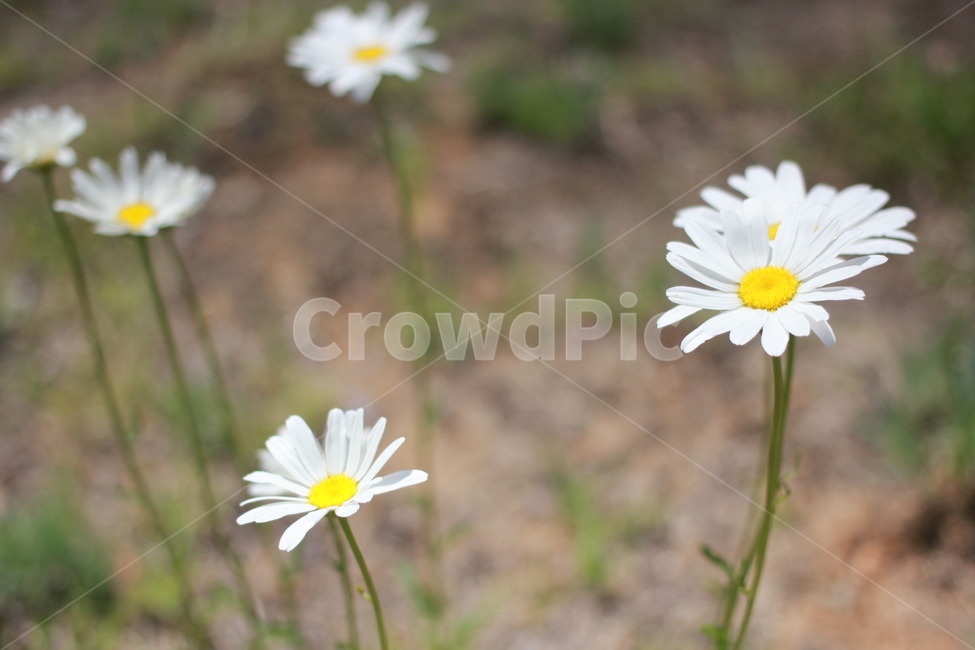 꽃,들꽃,자연,하얀꽃,들판,식물,자연,plants,nature,꽃,flower