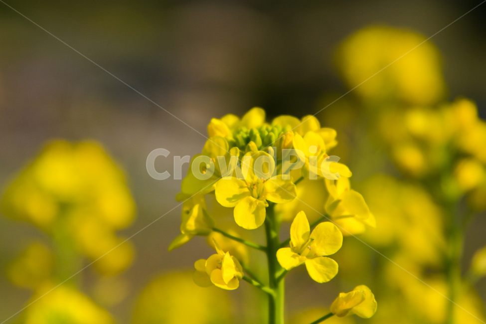 유채꽃,유채,봄,꽃,봄꽃,꽃잎,식물,노랑,flower,spring,yellow,plants