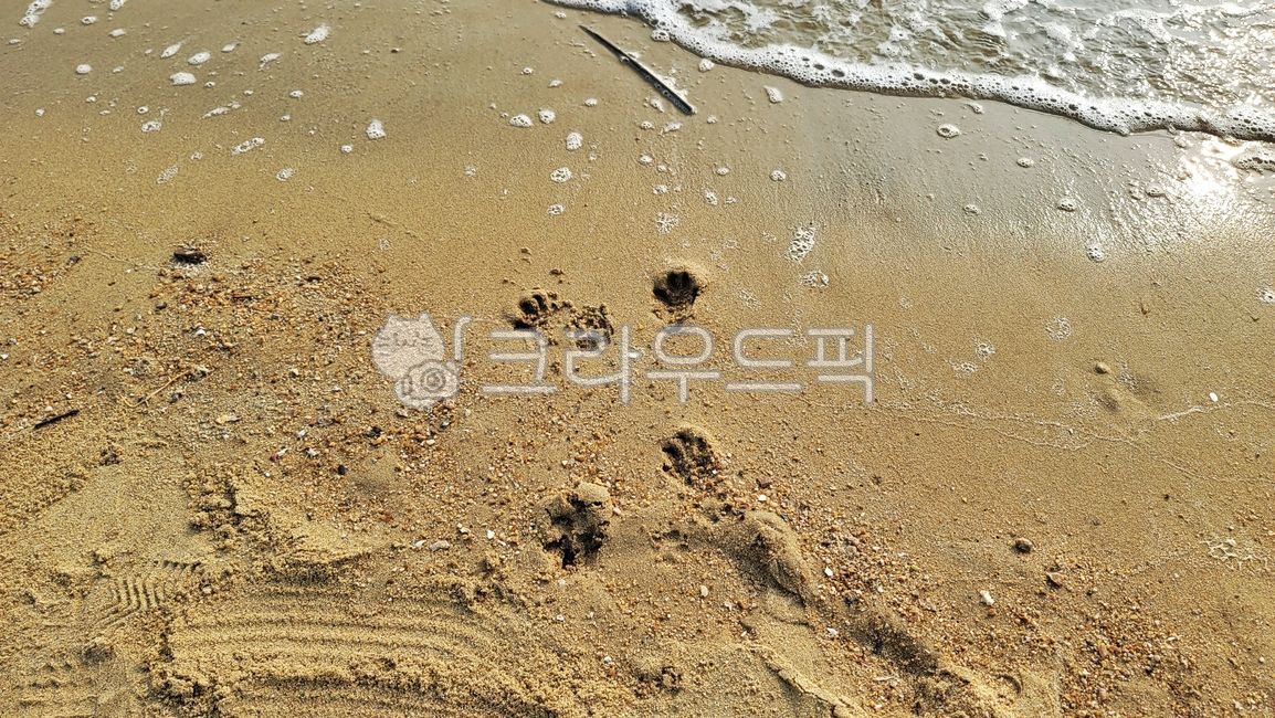 Beach,footprint,ocean,puppy,dog footprints,Good marks,sandy beach,Dog,footsteps