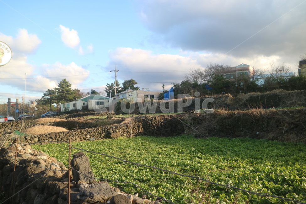 제주도,봄,새싹,jeju,푸르다,구름,제주도,jeju,jeju island,시골,마을,풍경,landscape,country,rural,town,outdoors,옥외,nature,자연