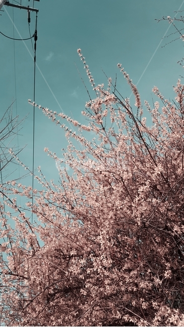 분홍꽃,반전개나리,하늘꽃,꽃나무,꽃가지,봄,계절,spring,season,plant,식물,blossom,꽃,flower