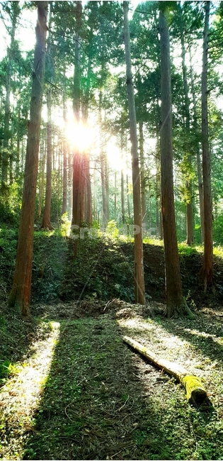 flare,플레어,light,빛,plant,식물,tree,나무,ground,바닥,sunlight,햇빛,자연,자연,풍경,nature,landscape,휴식,힐링,rest,relaxation,healing