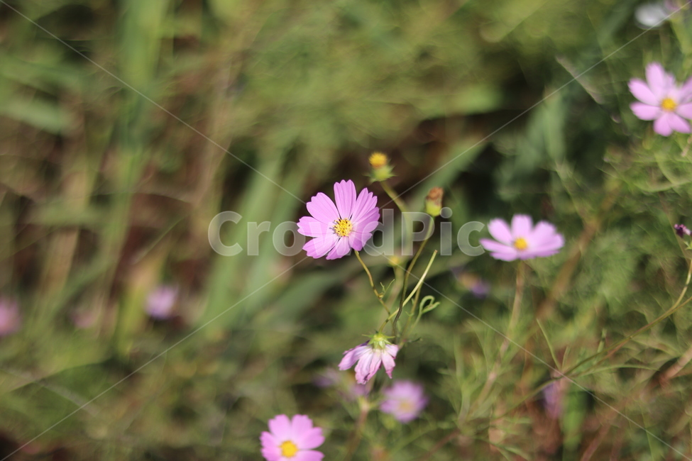 꽃,코스모스,가을,감성,대저,flower,cosmos,가을,계절,fall,autumn,season,식물,자연,plants,nature,꽃,flower,geranium,제라늄,blossom,plant,petal,꽃잎,daisy,데이지,daisies