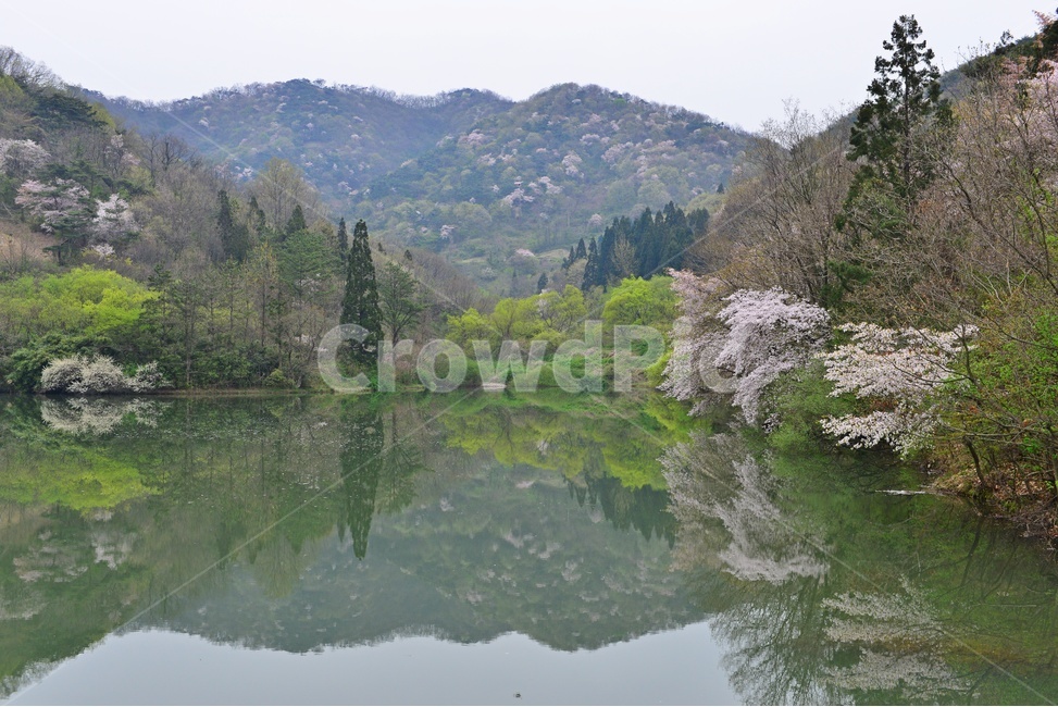 tree,나무,plant,식물,nature,자연,outdoors,옥외,전나무,water,물,화순,세량지,세량제,저수지,세량지봄,벚꽃,산벚꽃,봄,계절,반영,자연,풍경,nature,landscape