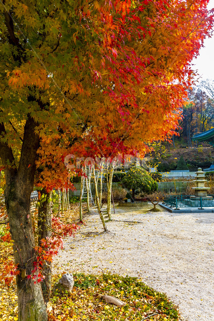 가을,계절,자연,감성,단풍,사찰,보광사,낙엽,나무,plant,tree,서정,가을낭만,식물,잎,maple,가을,계절,fall,autumn,season,식물,자연,plants,nature,leaf