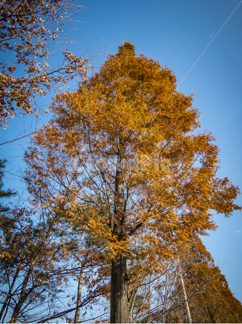 나무,가을,나뭇잎,브라운,가을하늘,가을,계절,fall,autumn,season,식물,자연,plants,nature,나무,trees,wood,tree,plant,tree trunk,나무 줄기